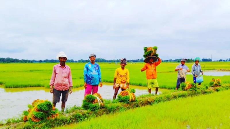 হাওরে বোরো ধান রোপণের ধুম